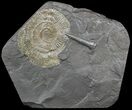 Dactylioceras Ammonite & Belemnite - Posidonia Shale #52926-1